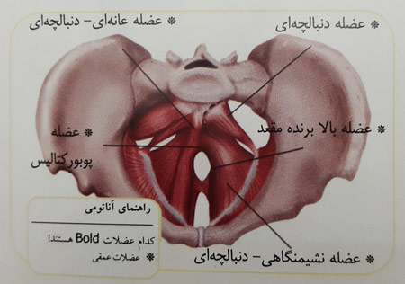 عضلات مرکزی