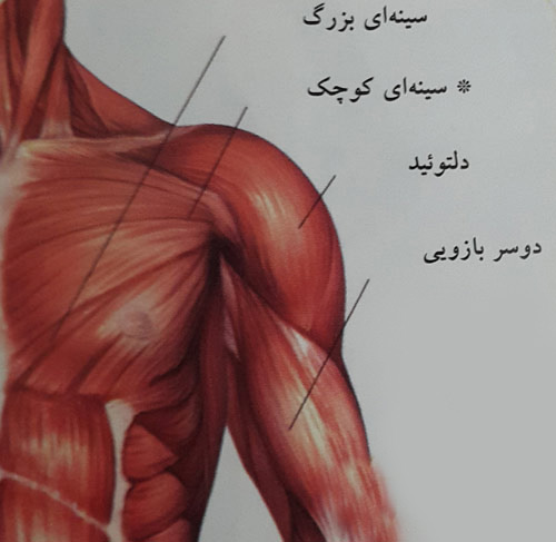 کشش عضلات سینه ای