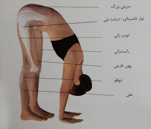 کشش نوارخاصره ای &ndash; درشت نئی ( ایلیوتیبیال باند )