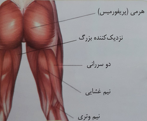 کشش عضلات نزدیک کننده ران