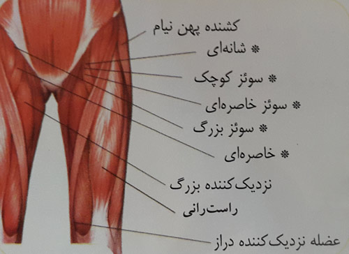 کشش عضلات لگن و ران 