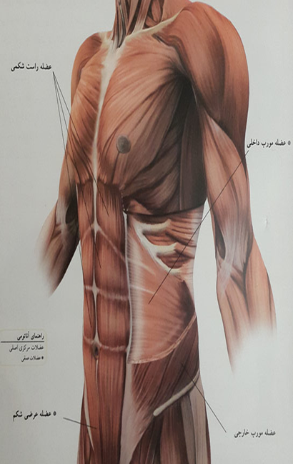 عضلات مرکزی