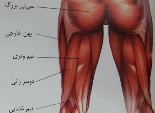 کشش عضلات همسترینگ 
