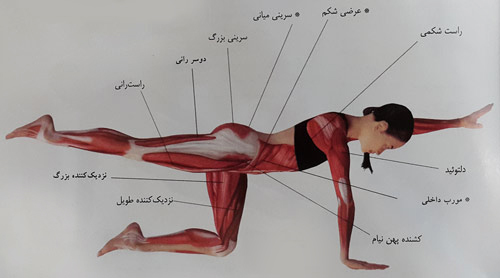 بلند کردن دست وپا از حالت چهار دست و پا