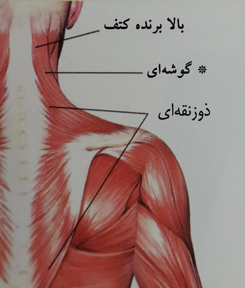 جهش ( لانگ ) بلند