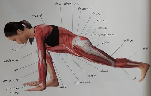 جهش ( لانگ ) بلند