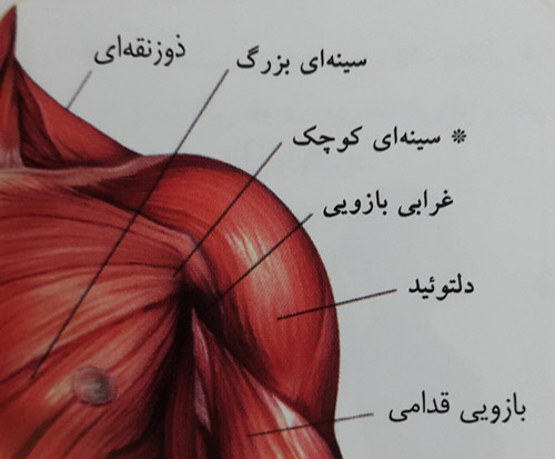 شنا روی دست