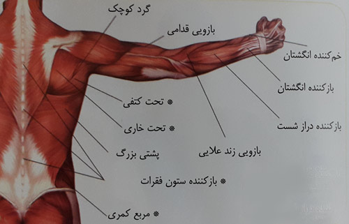 دور و نزدیک کردن دست ها روی حوله