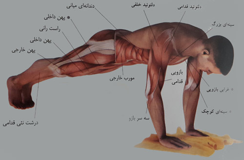دور و نزدیک کردن دست ها روی حوله
