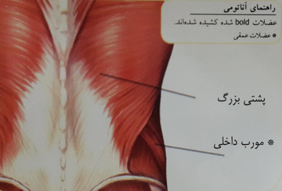 کشش عضله پشتی بزرگ
